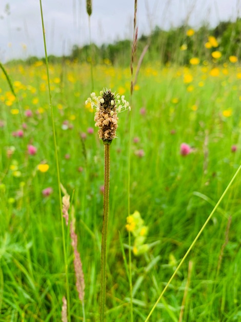 Orchard haymeadow wildflowers